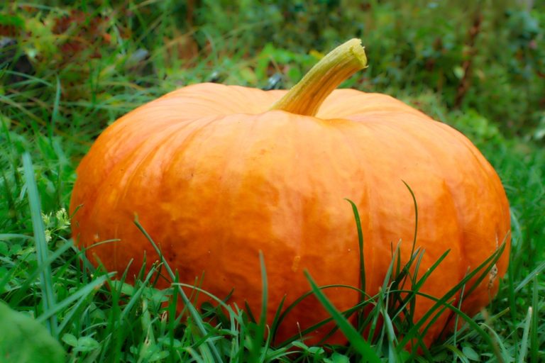 Halloween Pumpkins