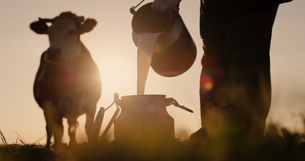 Farmer,pours,milk,into,can,at,sunset,,in,the,background